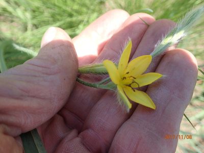 Hypoxis filiformis, photographed by Peter Warren