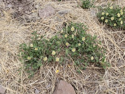 Chamaesaracha sordida, photographed by Craig Martin