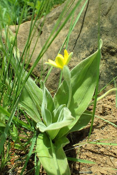 Hypoxis multiceps, photographed by Peter Warren