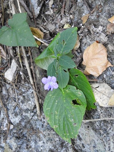 Ruellia stemonacanthoides, photographed by Neptalí Ramírez Marcial