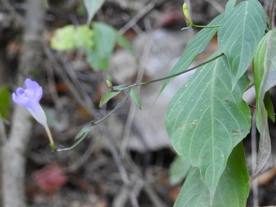 Ruellia stemonacanthoides, photographed by Neptalí Ramírez Marcial