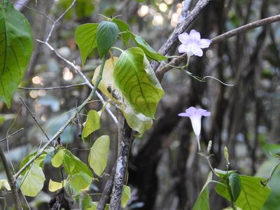 Ruellia stemonacanthoides, photographed by Neptalí Ramírez Marcial