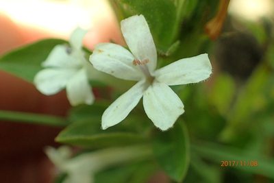 Dyschoriste burchellii, photographed by Peter Warren