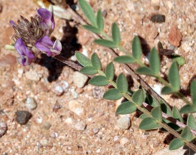 Astragalus lotiflorus, photographed by Catherine C. Galley