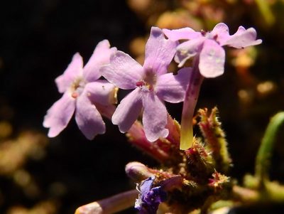 Verbena parodii, photographed by Guillermo Debandi