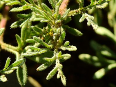Verbena parodii, photographed by Guillermo Debandi