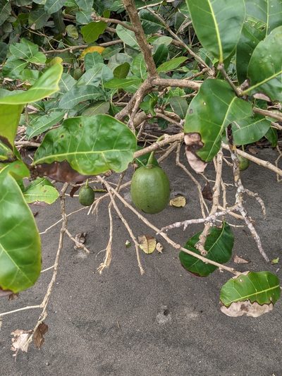 Amphitecna latifolia, photographed by Jake Rehage