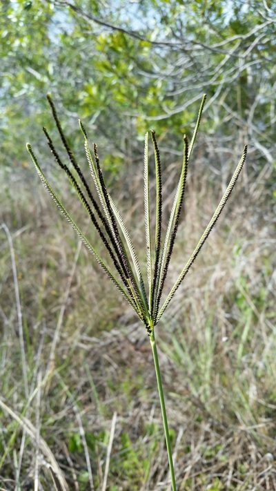 Eustachys glauca, photographed by Jay Horn