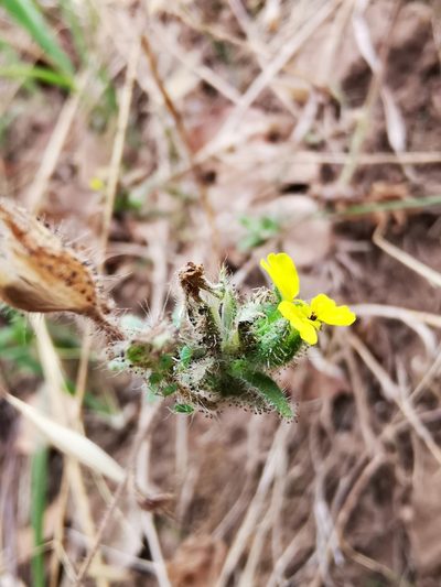 Madia chilensis, photographed by Aira Francisca Faúndez Fallau