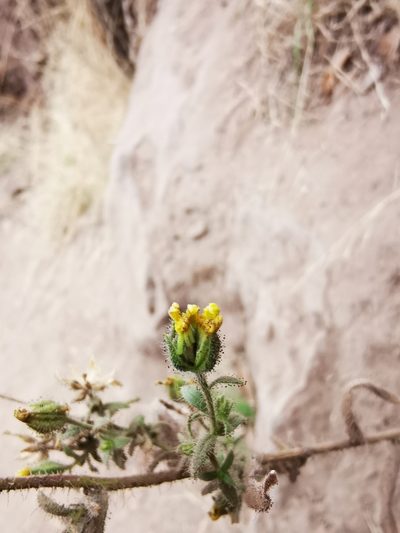Madia chilensis, photographed by Aira Francisca Faúndez Fallau
