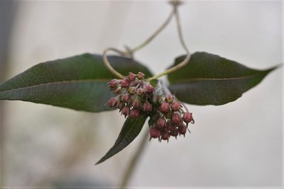 Asclepias pellucida, photographed by Neptalí Ramírez Marcial