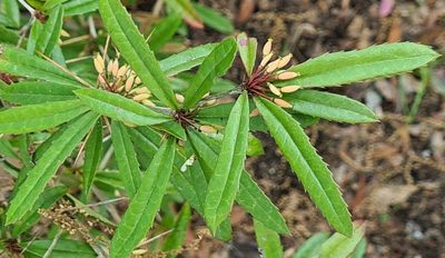 Berberis julianae, photographed by Lyrae