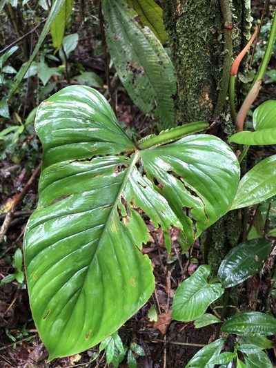Philodendron ernestii, photographed by Jared Shorma