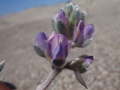 Lupinus tidestromii, photographed by Trevor Van Loon