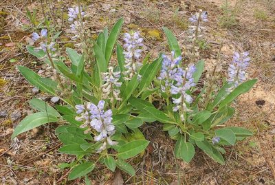 Lupinus diffusus, photographed by Laura Gaudette