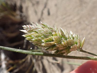 Poa douglasii, photographed by Trevor Van Loon