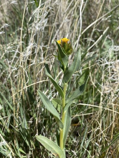 Amsinckia carinata, photographed by Matt Berger