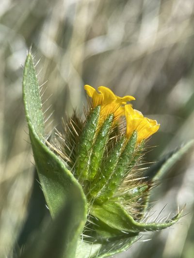 Amsinckia carinata, photographed by Matt Berger