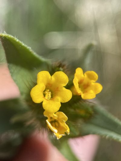 Amsinckia carinata, photographed by Matt Berger