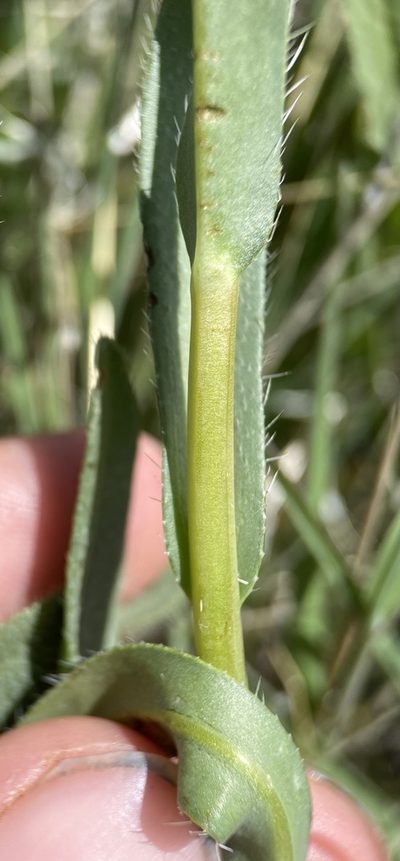 Amsinckia carinata, photographed by Matt Berger