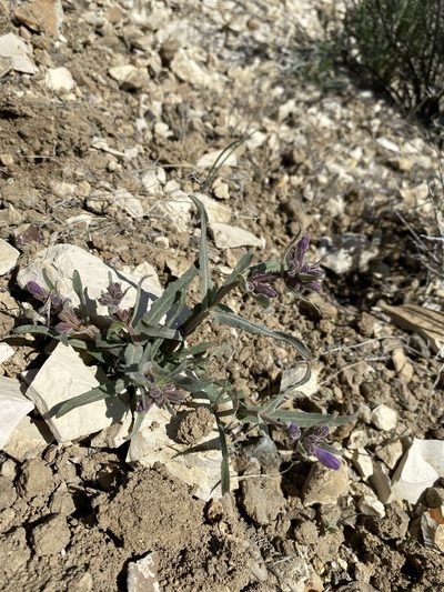 Penstemon miser, photographed by Matt Berger
