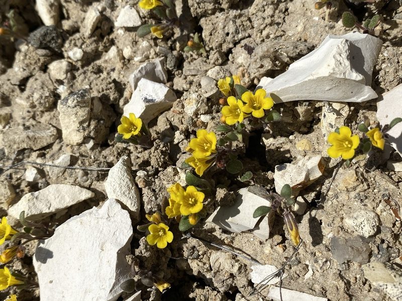Phacelia lutea, photographed by Matt Berger