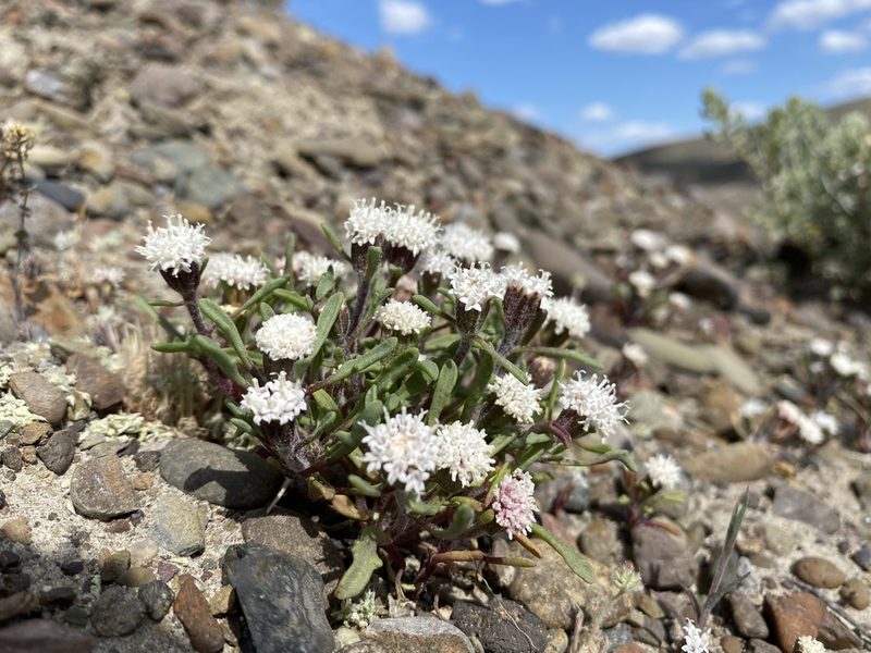 Chaenactis cusickii, photographed by Matt Berger