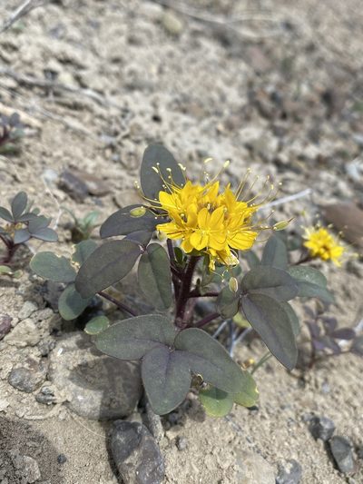 Cleomella platycarpa, photographed by Matt Berger