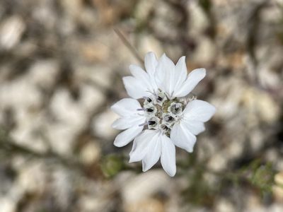 Blepharipappus scaber, photographed by Matt Berger