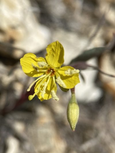 Chylismia scapoidea, photographed by Matt Berger