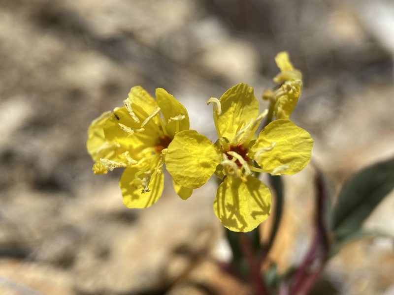 Chylismia scapoidea, photographed by Matt Berger