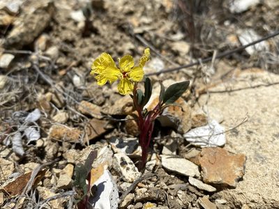 Chylismia scapoidea, photographed by Matt Berger