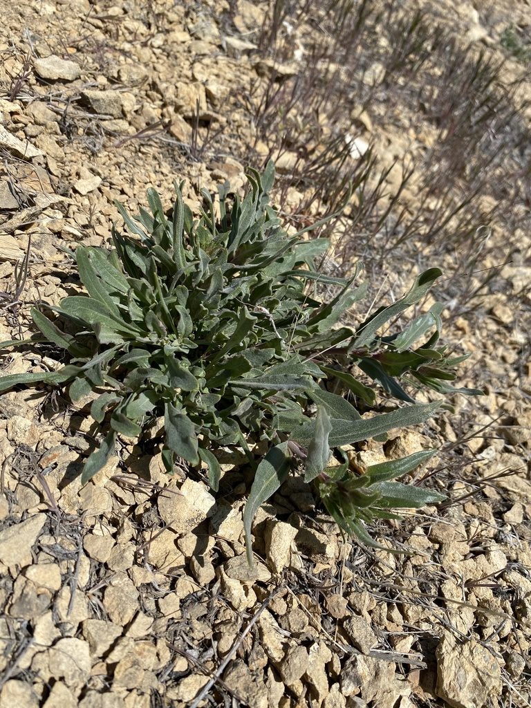 Penstemon miser, photographed by Matt Berger