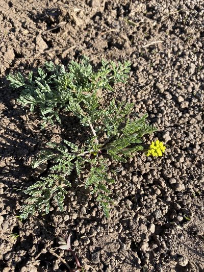 Lomatium donnellii, photographed by Matt Berger