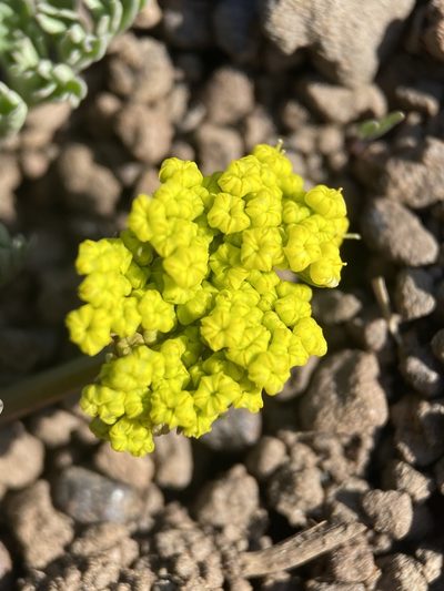 Lomatium donnellii, photographed by Matt Berger