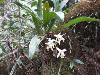 Coelogyne hirtella, photographed by Thibaud Aronson