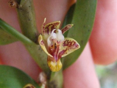 Dendrobium singulare, photographed by Thibaud Aronson