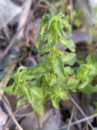Mercurialis huetii, photographed by Yves Bas
