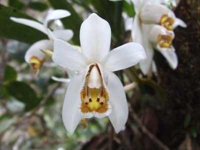 Coelogyne hirtella, photographed by Thibaud Aronson