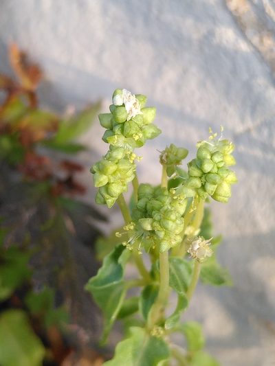 Mercurialis huetii, photographed by Yves Bas
