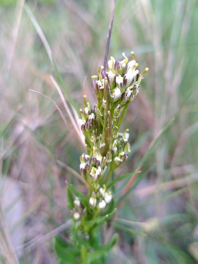 Arabis planisiliqua, photographed by Yves Bas