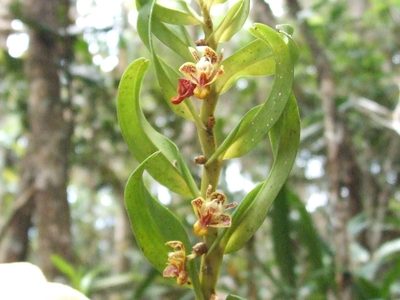 Dendrobium singulare, photographed by Thibaud Aronson