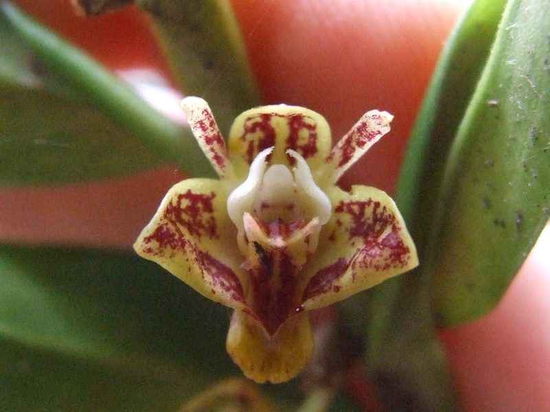 Dendrobium singulare, photographed by Thibaud Aronson