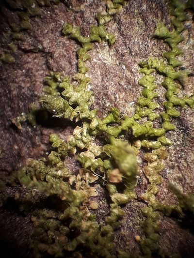 Frullania pycnantha, photographed by Leon Perrie