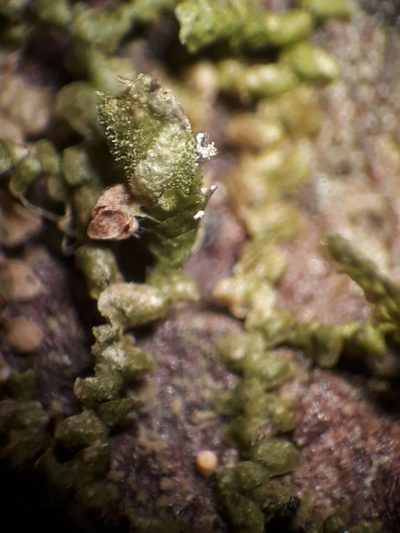 Frullania pycnantha, photographed by Leon Perrie