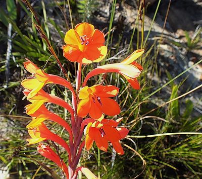 Watsonia pillansii, photographed by Di Turner