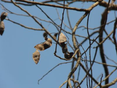 Dalbergia lanceolaria, photographed by Dinesh Valke