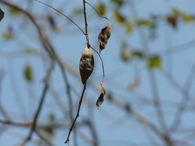 Dalbergia lanceolaria, photographed by Dinesh Valke