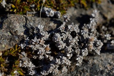 Raoulia beauverdii, photographed by Christopher Stephens