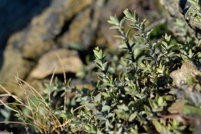 Veronica pimeleoides, photographed by Christopher Stephens